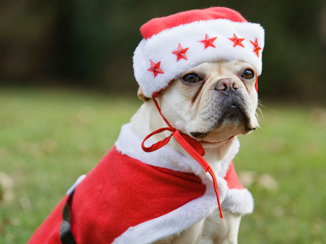 Santa Dog.