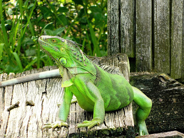 #10 Iguana Wallpaper