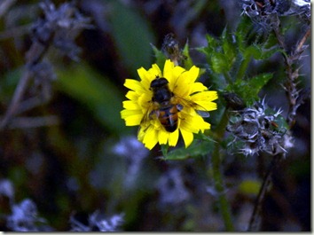 erastalis