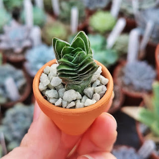 Baby buddhas temple succulent