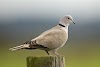 Types of Doves in the world / Introduction of all dove species 
