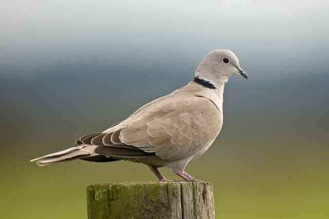 Types of Doves in the world / Introduction of all dove species 