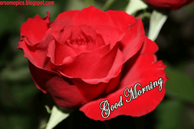 Good Morning flower images free download