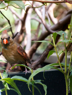 Words In Our Beak’s goal is to open readers to a simple understanding of the winged world and their environment. Set in a rooftop urban garden in New York City, my story is told in the voice of Cam, a female cardinal, who visits it. Words In Our Beak is directed to children and adults who are curious about birds, and want to learn about them from a unique perspective. The book includes hundreds of images of flora and fauna, links to movies, as well as to informative narratives that have been created by the author.  Now in Apple’s iBooks store @ https://itunes.apple.com/us/book/words-in-our-beak/id1010889086?mt=11