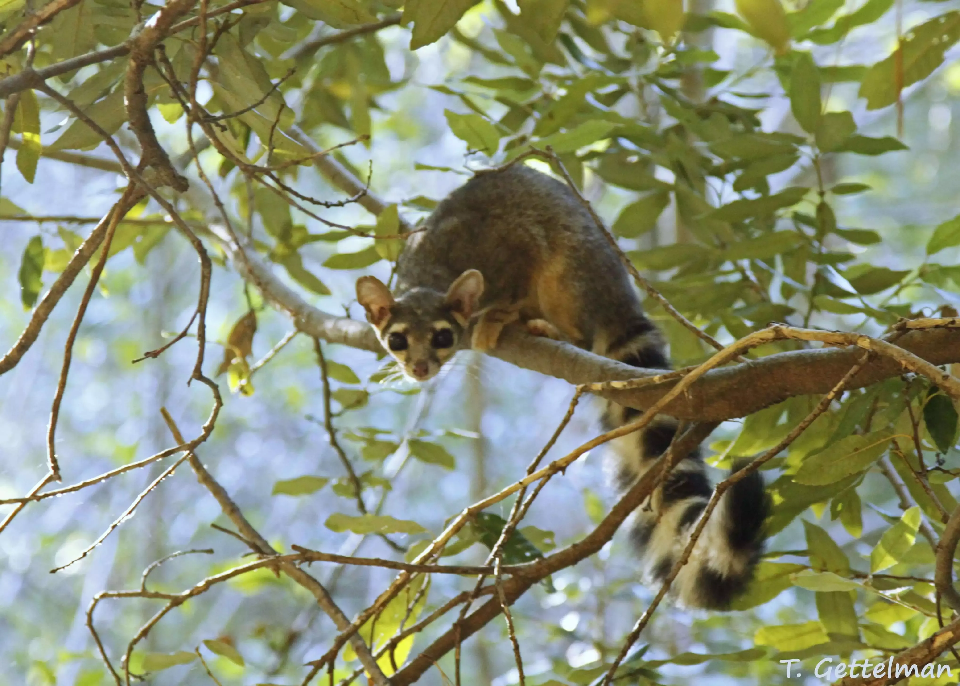 Ringtail Cat