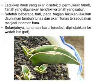  flora juga mengalami proses perkembangbiakan Perkembangbiakan Vegetatif dan Generatif pada Tumbuhan