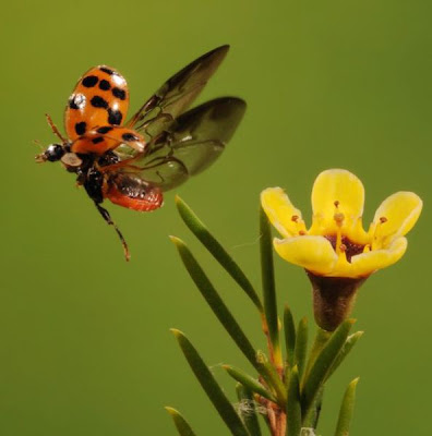 Fascinating High Speed Photographs Seen On  www.coolpicturegallery.net