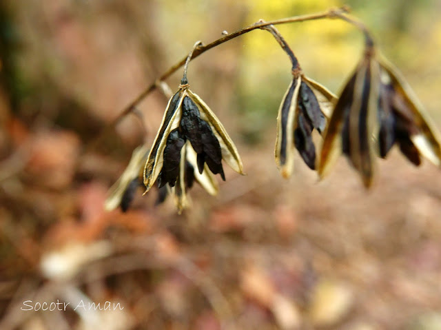 Hosta sieboldiana