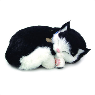 Perfect Petzzz Black and White Domestic Short hair Kitten