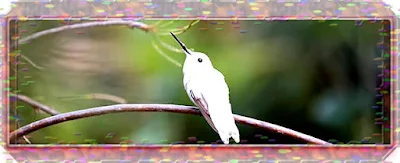 Hummingbird