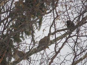 mourning doves