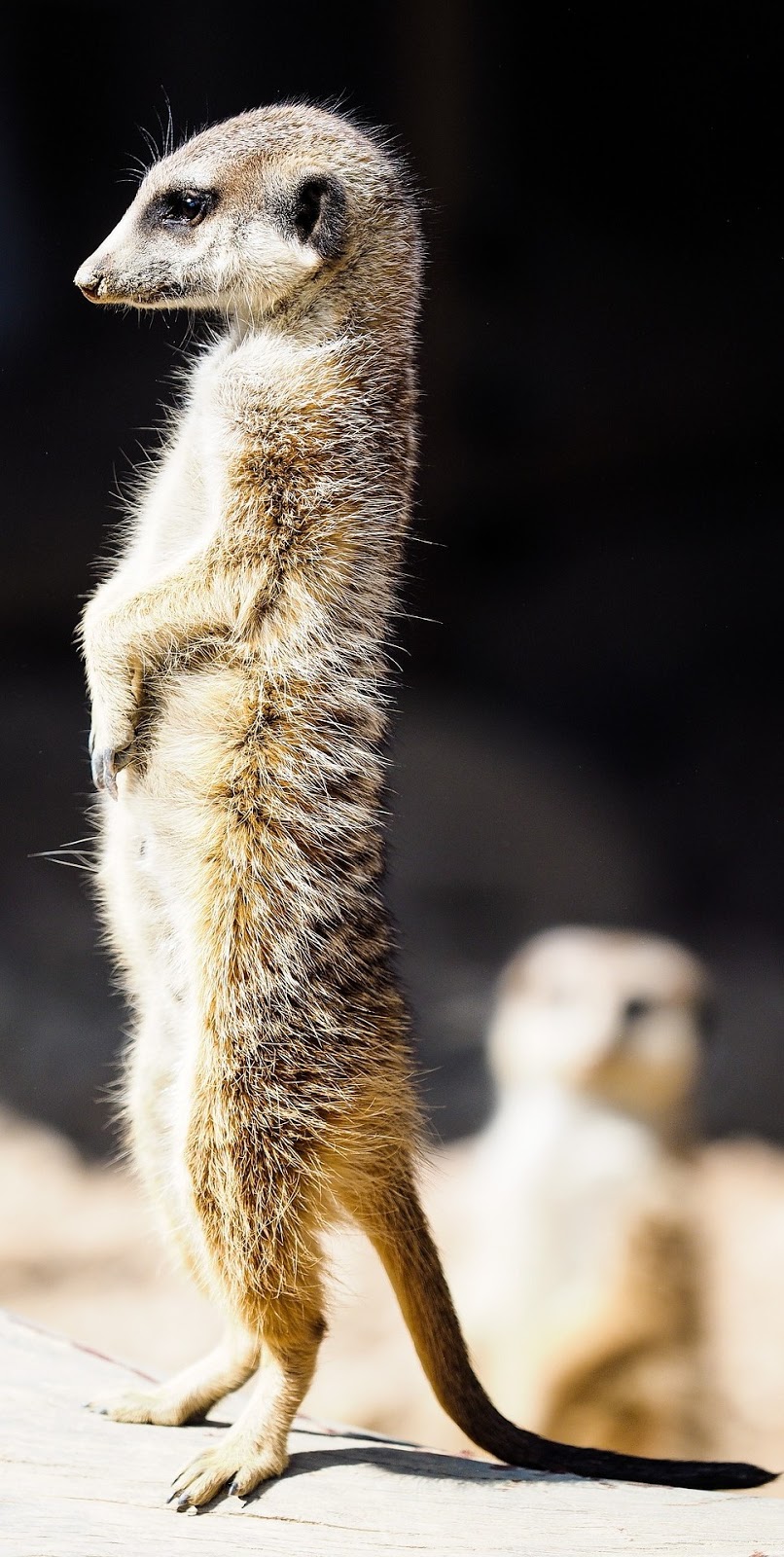 Meerkat standing at attention.