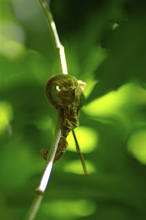 a green picture with Tamron 70-300mm f/4.0-5.6 Di LD Macro and Pentax K20D