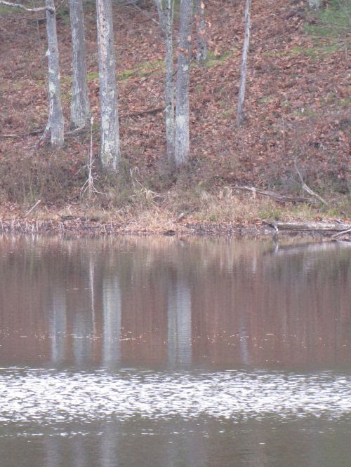 reflections on Lost Lake at Pine Valley Pathway