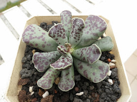 Succulents Lover 阿多肉 我的景天科圖鑑 94種
