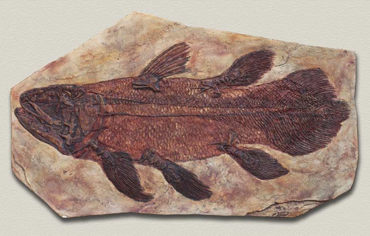 Resultado de imagem para fossil de celacanto