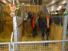 2015.02.26-113 cheval percheron
