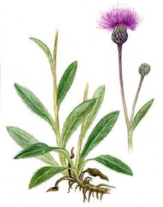 Бодяк венгерский (Cirsium pannonicum)