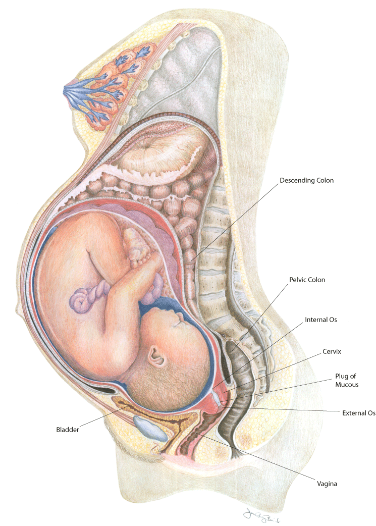 How Does A Ectopic Pregnancy Feel Like : Chinese Conception Chart Offers A Sneak Peek At Baby Gender