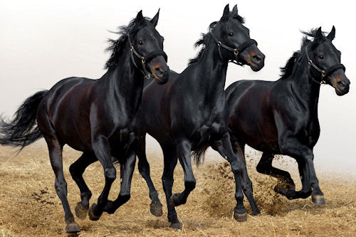 Fotografías de caballos I (hermosos equinos de pura sangre)