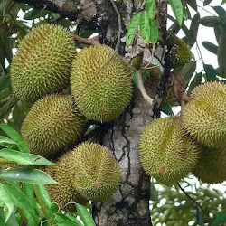 Bibit Pohon Durian Merah Banyak Diminati Petani