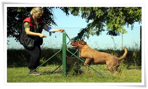 dog training methods positive reinforcement
