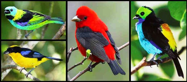 90 Gambar Foto Burung  Peliharaan  Tercantik dan TerKeren 