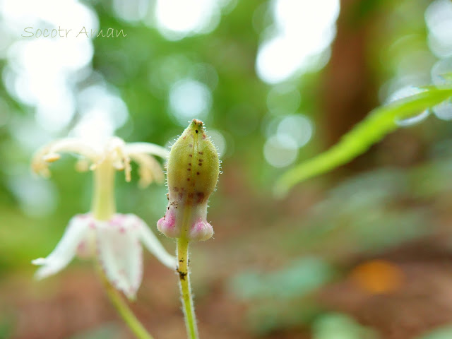 Tricyrtis macropoda