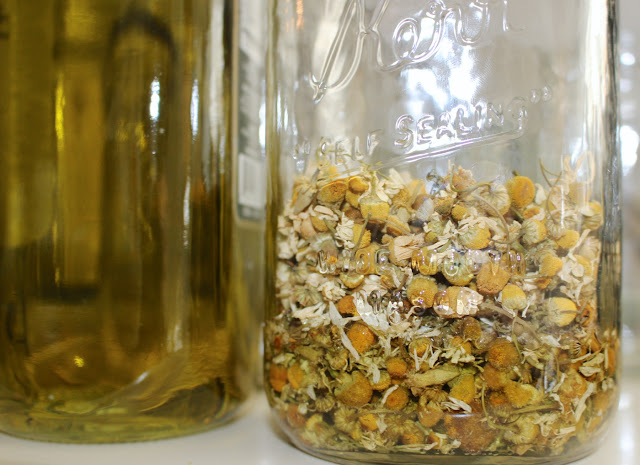 diy herbal infusions, herbal infusions with olive oil, how to infuse herbs, dried herbal infusions with oil, diy herb infusion, olive oil infusions, chamomile flowers, dried chamomile flowers, dried chamomile herbs, chamomile infused olive oil, diy chamomile infusions, chamomile herbal infusion