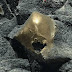 ‘Nascimento de um alienígena’: ovo dourado é encontrado no mar e intriga cientistas