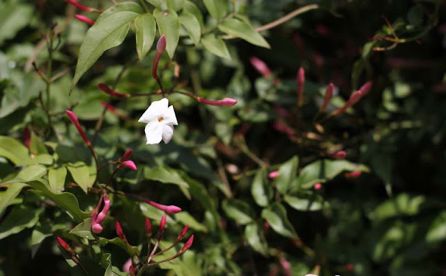 Jasminum Polyanthum Flowers