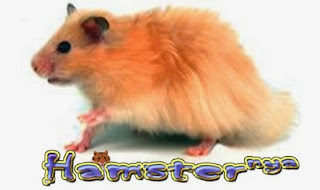 HAMSTER ANGGORA ~ SEGITU PETSHOP