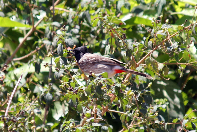 Red-vented Bulbul sitting on the tree with fruit in bill