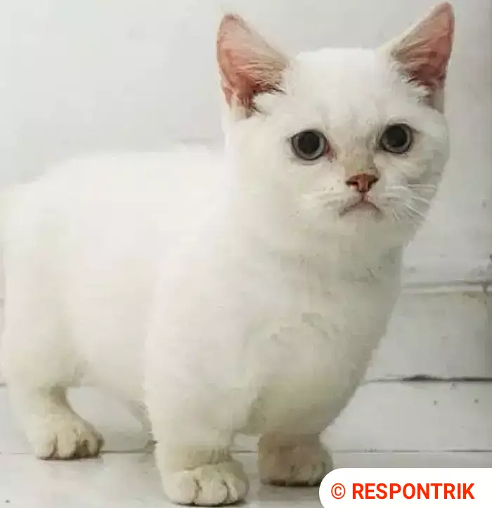 Jual Kucing Anggora Harga 200 Ribu - Kicau Sejati