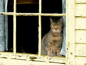 foto kucing di balik jendela 09