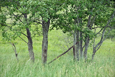 Ime of trees in a green meadow in summer