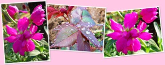Ver flor rosa