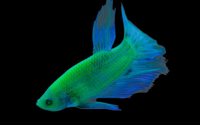 Glofish cupang