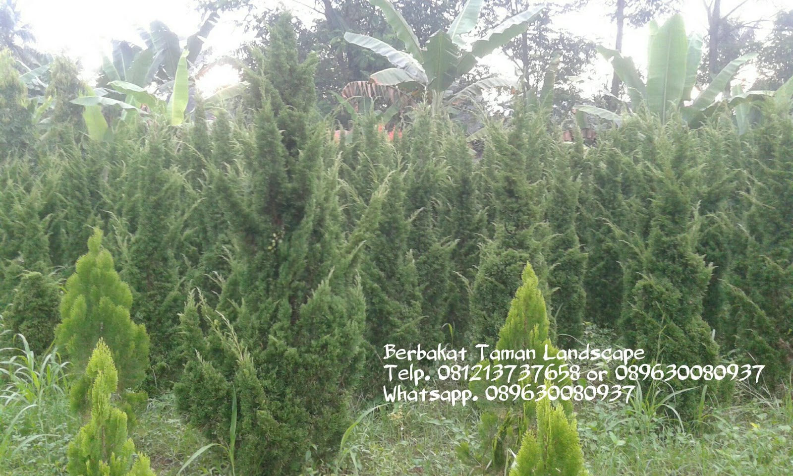 Jual Pohon Cemara Tretes Ready Stock Tukang Taman 