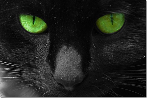 cat-picture-green-eyes-Big-E-Mr-G-cat