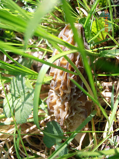 Morchella elata