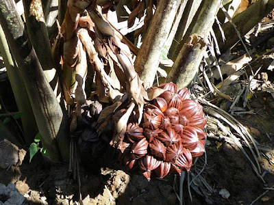 Nipah palm (Nypa fruticans)