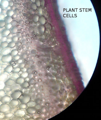 Plant Stem Cells -Cross Section