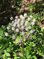 [Apiaceae] Angelica sylvestris