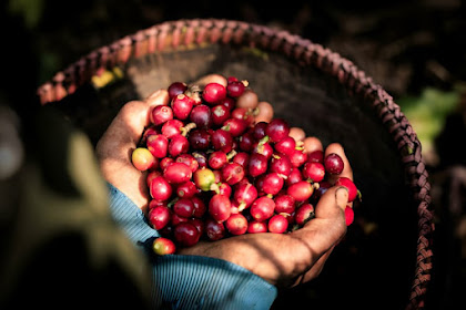 Perbedaan antara Kopi Arabika dan Kopi Robusta