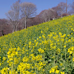 菜の花畑