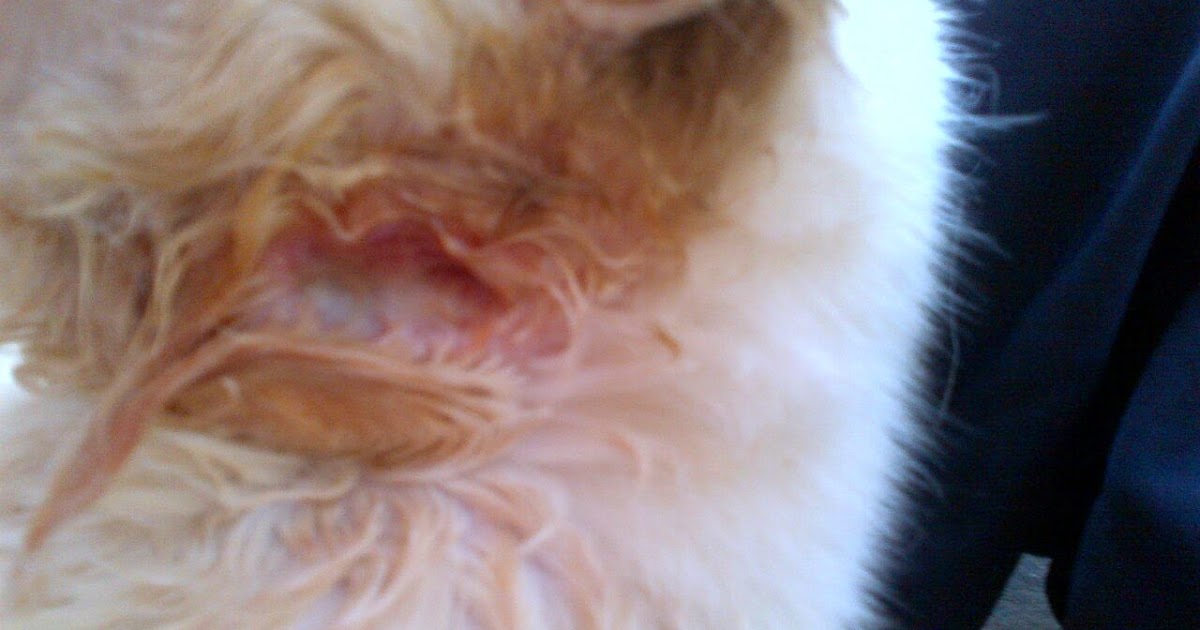 Ubat Telinga Kucing Gatal - Residence h