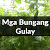 Mga Bungang Gulay