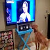 Dog Loves To Watch Tennis On TV.