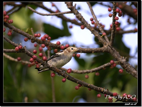 紫背椋鳥(2008-10-18社頂公園)9088